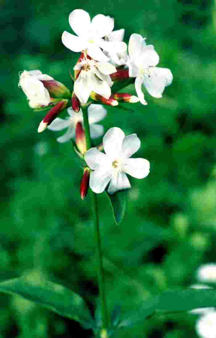   Saponaria offcinalis 