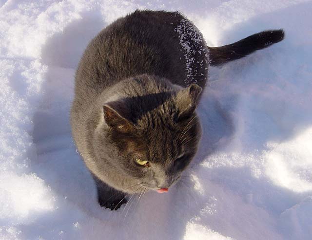 el gato nievado